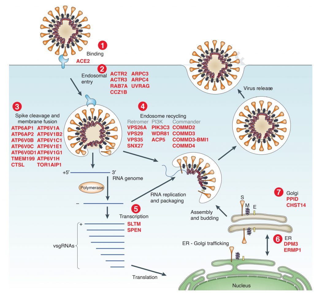 Coronavirus Life Cycle and Proteome – Your Telemedical Office