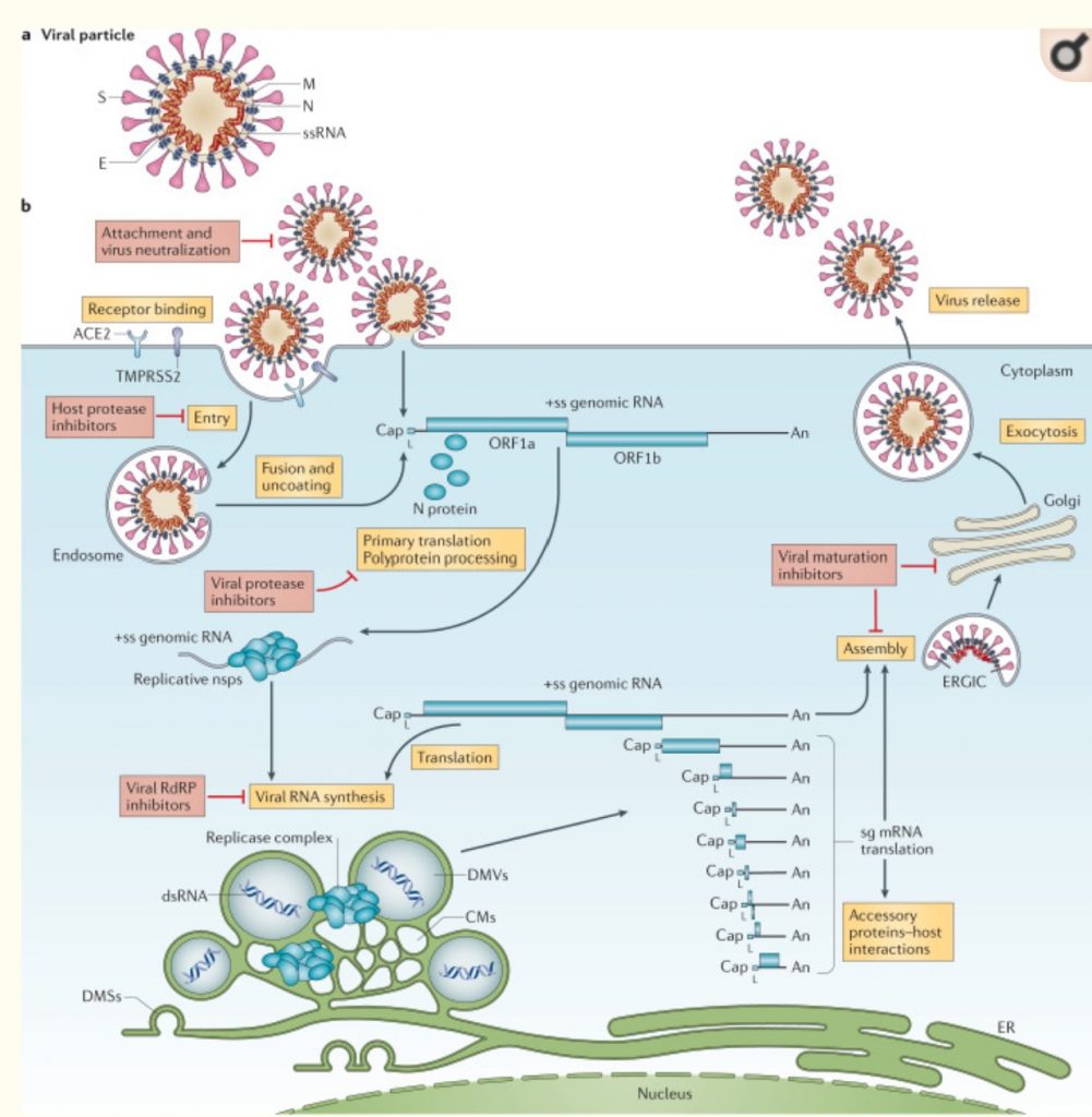 Coronavirus Life Cycle and Proteome – Your Telemedical Office